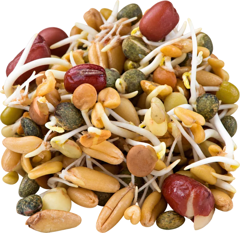 Sprouting Seeds - Ancient Eastern Mix