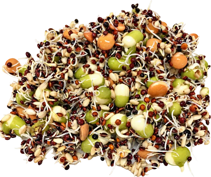 Sprouting Seeds- Salad Bowl Blend