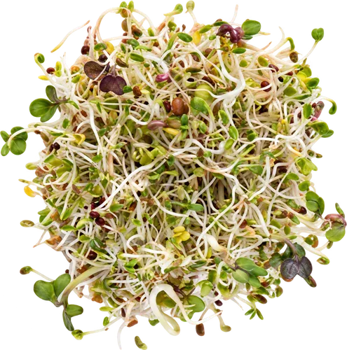 Sprouting Seeds - Sandwich Booster